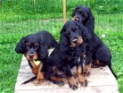Bianca, Barry und dahinter Buddy