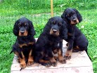 Bianca und die zwei Lausbuben (Barry links und Buddy)