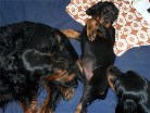 Buddy zwischen Hemingway (links) und Siva