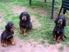 Bianca, Buddy macht eine Schnute und rechts Barry
