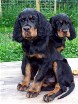 Buddy und dahinter schaut Bianca hervor