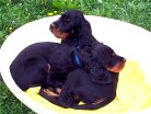 Buddy und Bianca im Körbchen
