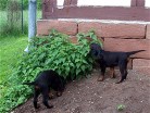 Barry und Bianca