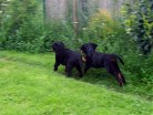 Bianca rennt hinter Barry her
