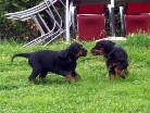 Barry links und Bianca machen Tauziehen