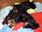 Barry und auf ihm Bianca