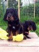 großer Barry und kleine Bianca