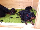 Rüde grün von Mama geküsst