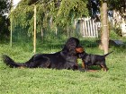 Bianca und Rüde blau