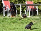 Siva und Rüde grün, Hündin gelb schaut nach hinten