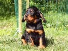 Rüde rot im Gegenwind