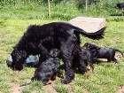 Alaska's Milch zum Nachtisch bei stürmischem Wind