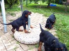 Carlo (Rüde rot) kaut am Sonnenschirmständer