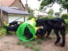 der C-Wurf fällt über den Tunnel her, rechts Bianca