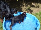 Carlo im Wasserbecken, Condor und Bianca am Rand