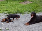 Condor liegend und Carlo, rechts gähnt Astor