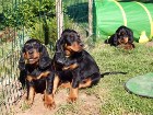 Carlo und Cara kauend, hinten liegt Condor