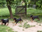 Cary voraus, dahinter Condor und Cara zuletzt