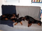 Cara zwischen Alaska und Bianca auf dem Sofa