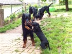vorn Hemingway und Cara, hinten Siva und Bianca