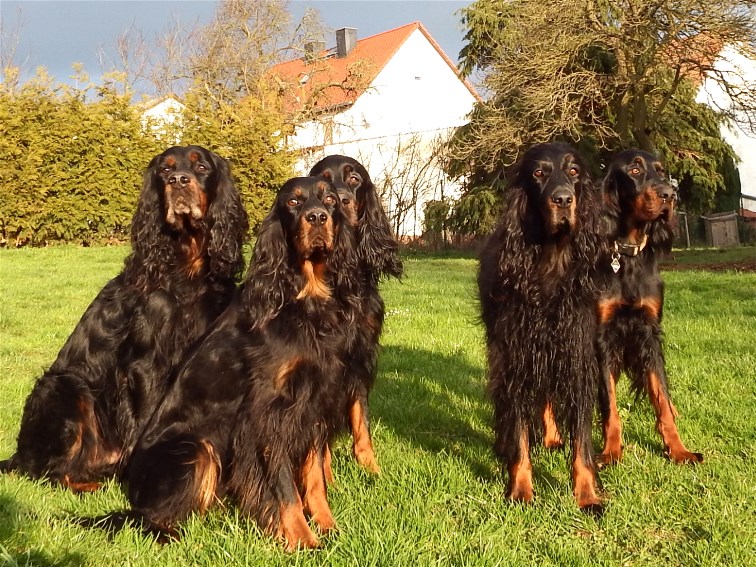 Welpen-Besuch