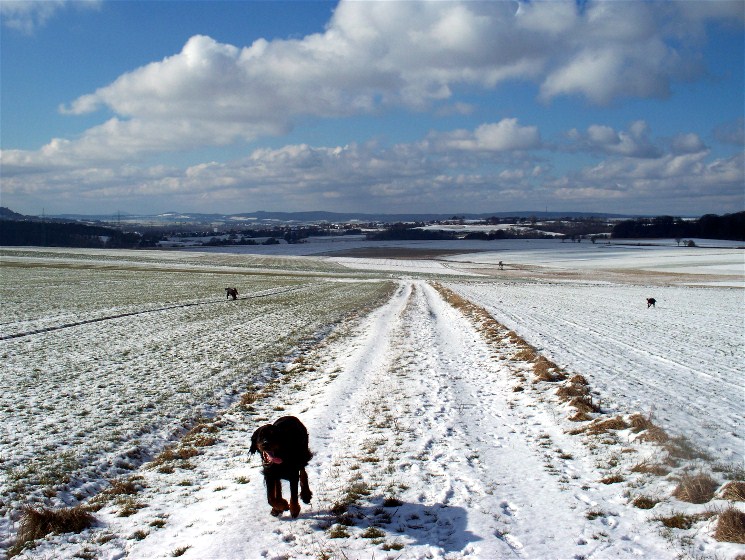 Unsere Hunde