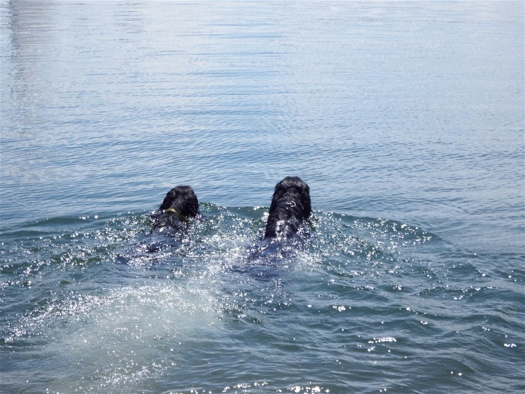 Unsere Hunde