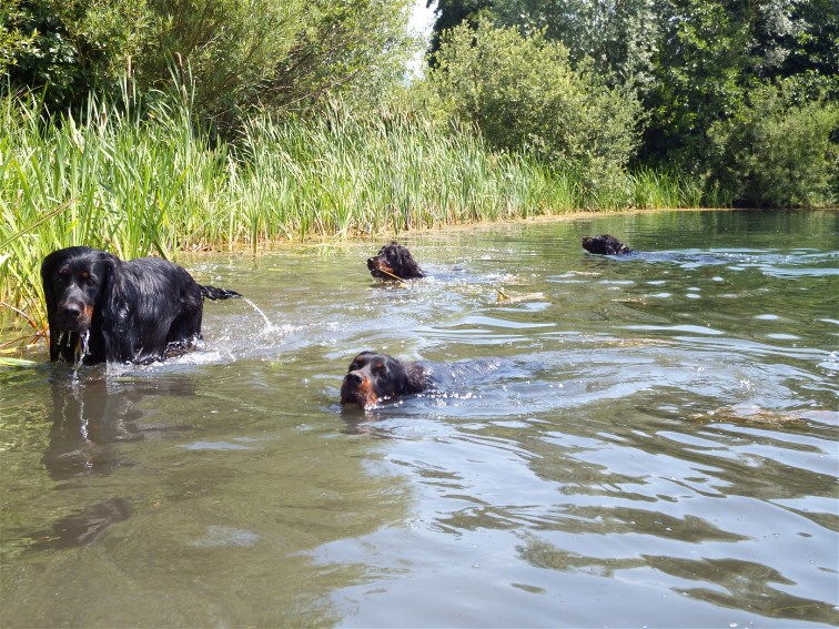 Unsere Hunde