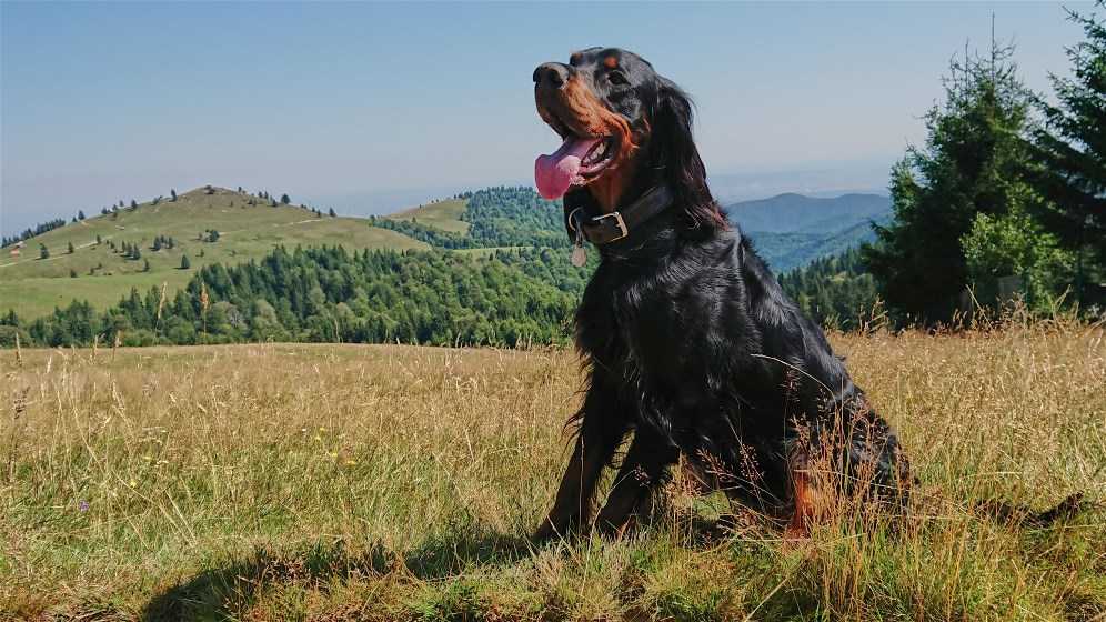 zu Fee's Fotos - bitte hier klicken