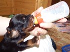 F-Wurf 3.Woche