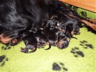 Unser H-Wurf