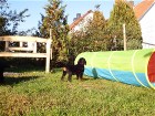 H-Wurf 6.Woche