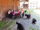 B-Wurf Welpentreffen Juli 2014