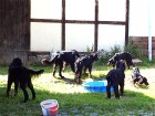B-Wurf Welpentreffen Juli 2014