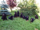 B-Wurf Welpentreffen Juli 2014