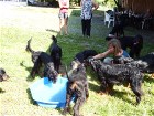 B-Wurf Welpentreffen Juli 2014