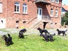 B-Wurf Welpentreffen Juli 2014