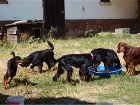 G-Wurf Welpentreffen August 2018