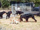 G-Wurf Welpentreffen August 2018
